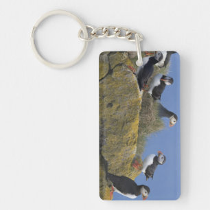 Atlantische papegaaiduikers (Fratercula arctica) o Sleutelhanger