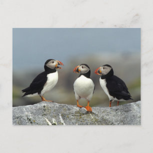 Atlantische Papegaaiduikers Groep Briefkaart