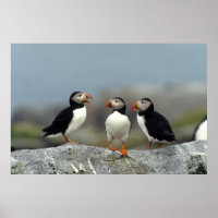 Atlantische Papegaaiduikers Groep