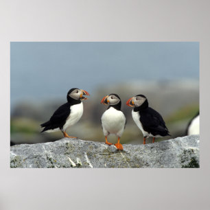 Atlantische Papegaaiduikers Groep Poster