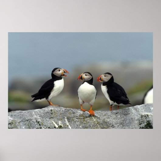 Atlantische Papegaaiduikers Groep Poster (Voorkant)