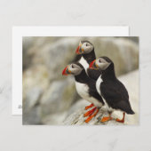 Atlantische Papegaaiduikers op het Eiland van de Briefkaart (Voorkant / Achterkant)