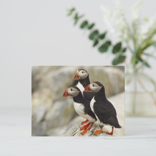 Atlantische Papegaaiduikers op het Eiland van de Briefkaart (Staand voorkant)