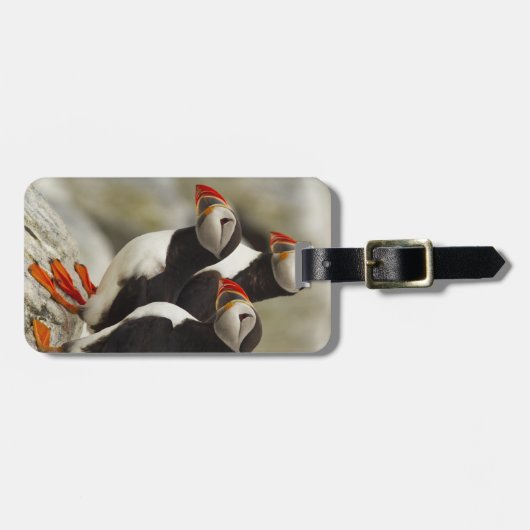 Atlantische papegaaiduikers op Machias Seal Island Bagagelabel (Voorkant horizontaal)