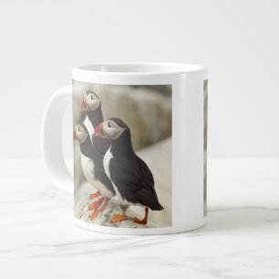 Atlantische papegaaiduikers op Machias Seal Island Grote Koffiekop