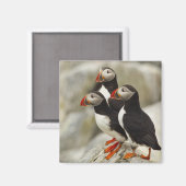 Atlantische papegaaiduikers op Machias Seal Island Magneet (Voorkant / Achterkant)