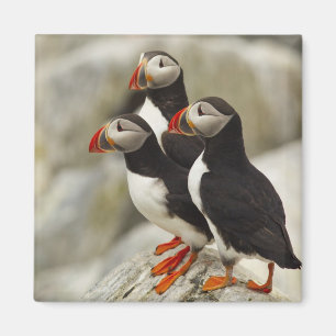 Atlantische papegaaiduikers op Machias Seal Island Magneet