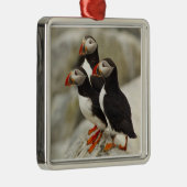 Atlantische papegaaiduikers op Machias Seal Island Metalen Ornament (Rechts)