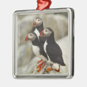 Atlantische papegaaiduikers op Machias Seal Island Metalen Ornament (Links)