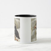 Atlantische papegaaiduikers op Machias Seal Island Mok (Midden)