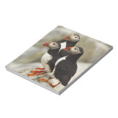 Atlantische papegaaiduikers op Machias Seal Island Notitieblok (Linkerzijde)