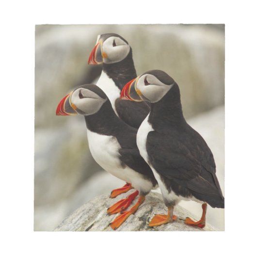 Atlantische papegaaiduikers op Machias Seal Island Notitieblok (Voorkant)