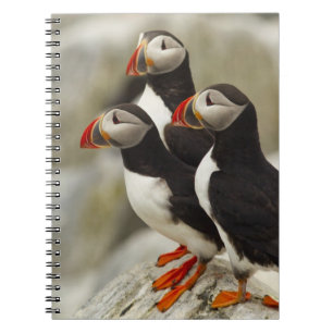 Atlantische papegaaiduikers op Machias Seal Island Notitieboek