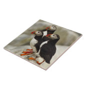 Atlantische papegaaiduikers op Machias Seal Island Tegeltje (Zijkant)