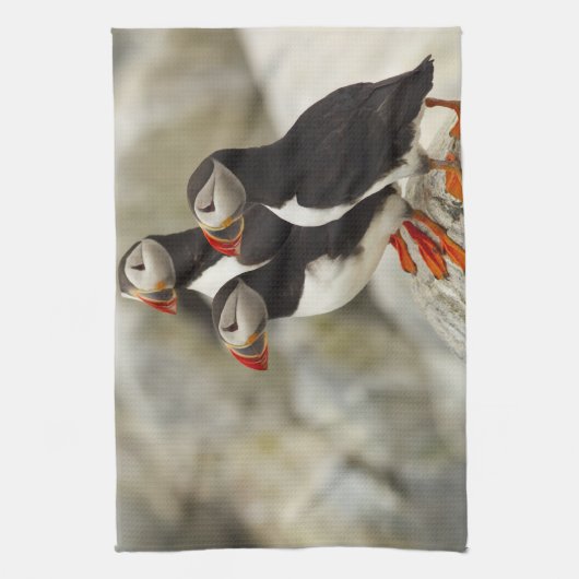 Atlantische papegaaiduikers op Machias Seal Island Theedoek (Verticaal)