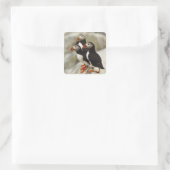 Atlantische papegaaiduikers op Machias Seal Island Vierkante Sticker (Tas)