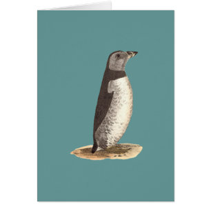 Atlantische Puffin (Arctic Puffin) Fratercula arct