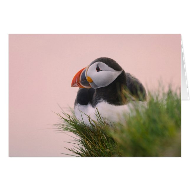 Atlantische Puffin (Fratercula arctica) (Voorkant Horizontaal)