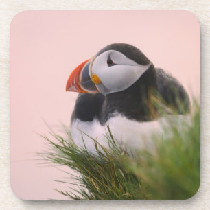 Atlantische Puffin (Fratercula arctica) 6 Drankjes Onderzetter