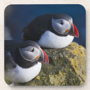 Atlantische Puffin (Fratercula arctica) 7 Bier Onderzetter