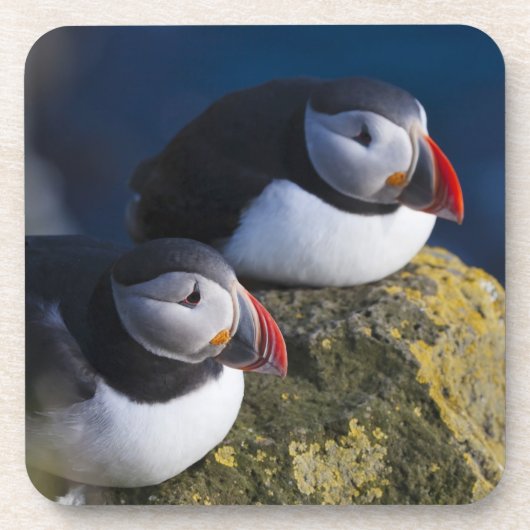 Atlantische Puffin (Fratercula arctica) 7 Bier Onderzetter (Voorkant)