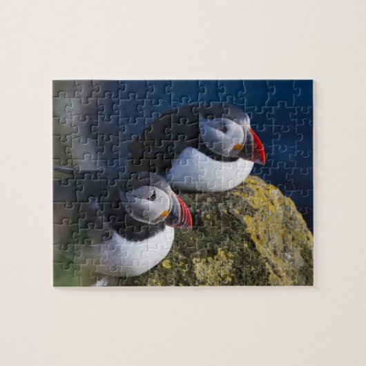 Atlantische Puffin (Fratercula arctica) 7 Legpuzzel (Horizontaal)