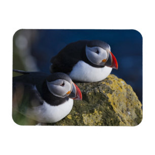 Atlantische Puffin (Fratercula arctica) 7 Magneet