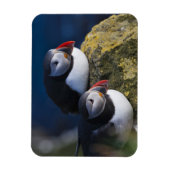 Atlantische Puffin (Fratercula arctica) 7 Magneet (Verticaal)