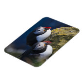 Atlantische Puffin (Fratercula arctica) 7 Magneet (Linkerzijde)