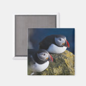 Atlantische Puffin (Fratercula arctica) 7 Magneet (Voorkant / Achterkant)