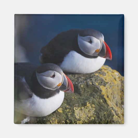 Atlantische Puffin (Fratercula arctica) 7 Magneet (Voorkant)