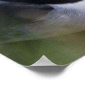 Atlantische Puffin (Fratercula arctica) 7 Poster (Hoek)