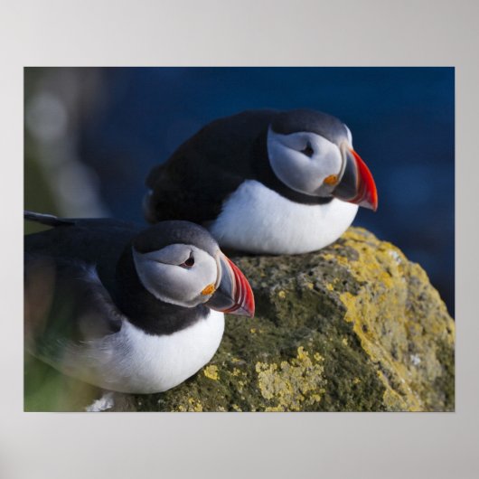 Atlantische Puffin (Fratercula arctica) 7 Poster (Voorkant)