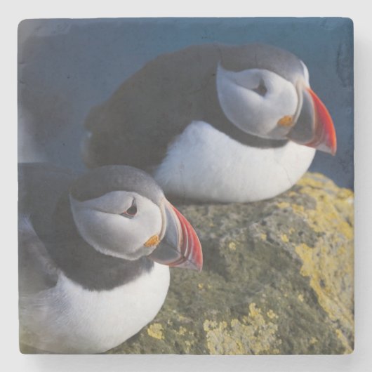 Atlantische Puffin (Fratercula arctica) 7 Stenen Onderzetter (Voorkant)