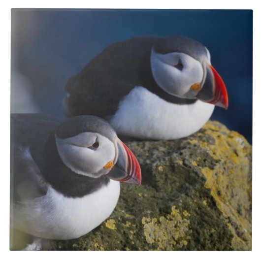 Atlantische Puffin (Fratercula arctica) 7 Tegeltje (Voorkant)