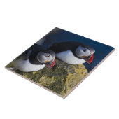 Atlantische Puffin (Fratercula arctica) 7 Tegeltje (Zijkant)