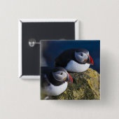Atlantische Puffin (Fratercula arctica) 7 Vierkante Button 5,1 Cm (Voorkant /achterkant)