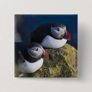 Atlantische Puffin (Fratercula arctica) 7 Vierkante Button 5,1 Cm