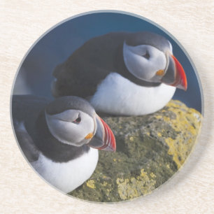 Atlantische Puffin (Fratercula arctica) 7 Zandsteen Onderzetter