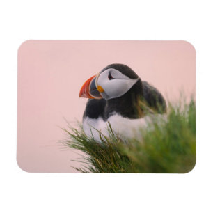 Atlantische Puffin (Fratercula arctica) Magneet