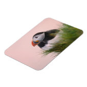 Atlantische Puffin (Fratercula arctica) Magneet (Linkerzijde)
