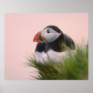 Atlantische Puffin (Fratercula arctica) Poster