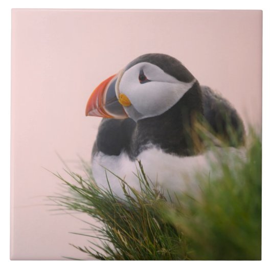 Atlantische Puffin (Fratercula arctica) Tegeltje (Voorkant)