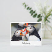 Atlantische Puffins Maine Coast Briefkaart (Staand voorkant)
