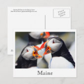Atlantische Puffins Maine Coast Briefkaart (Voorkant / Achterkant)