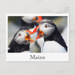 Atlantische Puffins Maine Coast Briefkaart