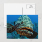 Atlantische Reuzenzeebaars Briefkaart (Voorkant / Achterkant)