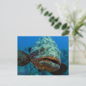 Atlantische Reuzenzeebaars Briefkaart (Staand voorkant)