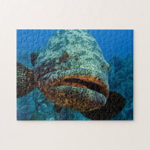 Atlantische Reuzenzeebaars Legpuzzel