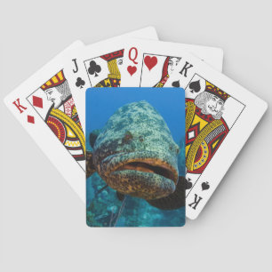 Atlantische Reuzenzeebaars Pokerkaarten